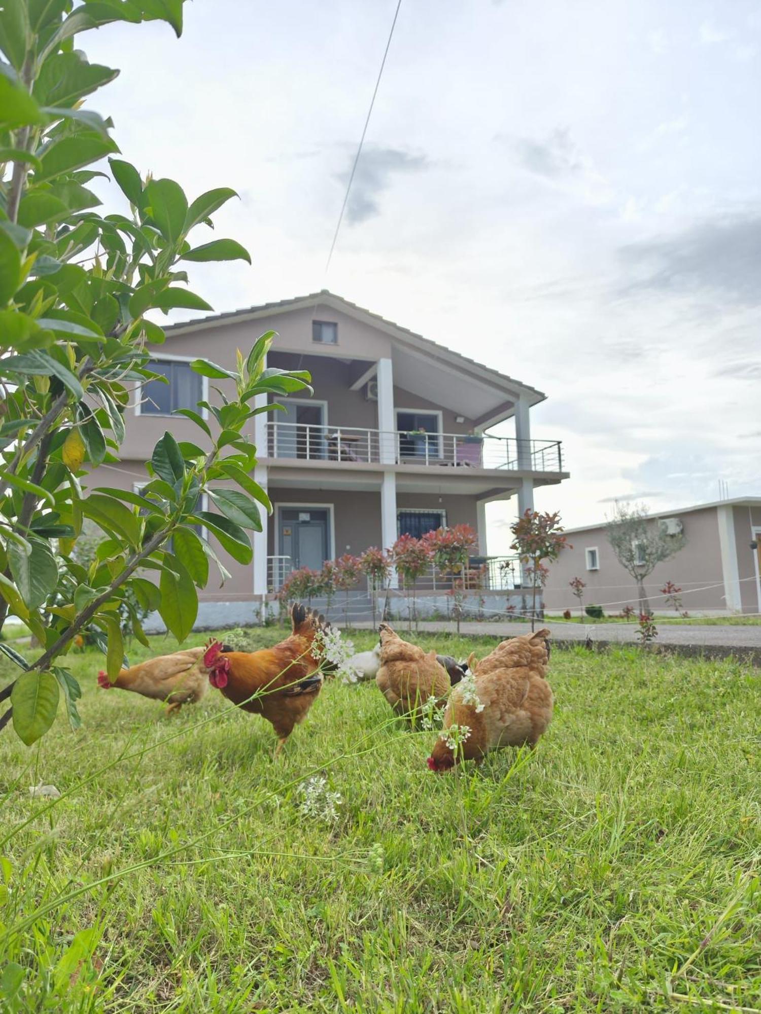 Hotel Villa Ballkan Grile Ngoại thất bức ảnh